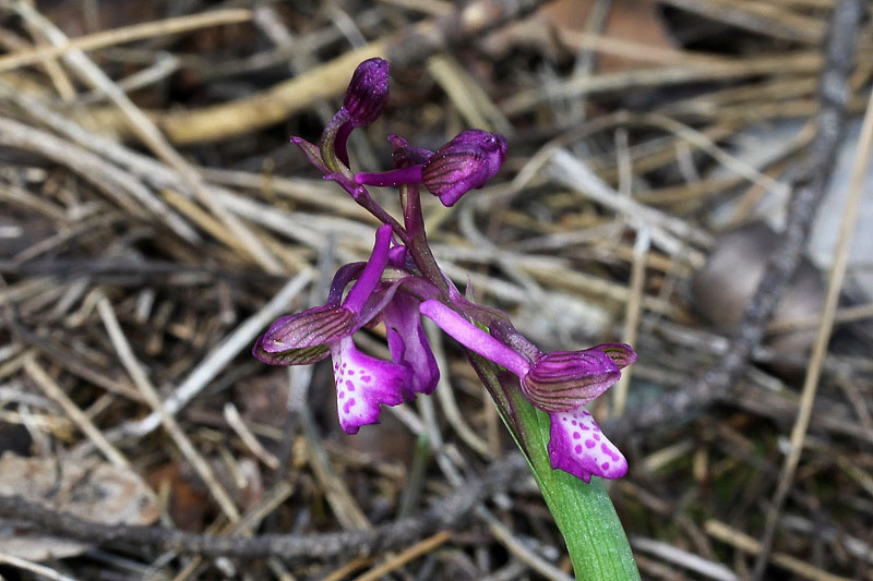 Anacamptis morio subsp. picta (Loisel.) Jacquet & Scappat.